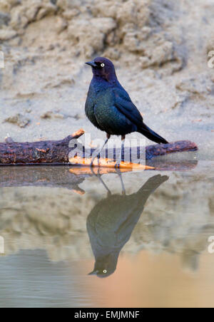 Brewer's Blackbird Male auf Log-in-Wasser und Reflexion Stockfoto