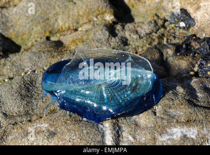 Blauen Segeln Quallen Meer Floß, durch Wind Seemann, purpurrote Segel, kleine Segel Stockfoto