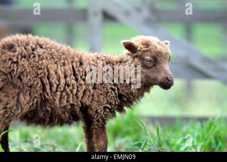 Junge Schafe auf einer Wiese farm Stockfoto