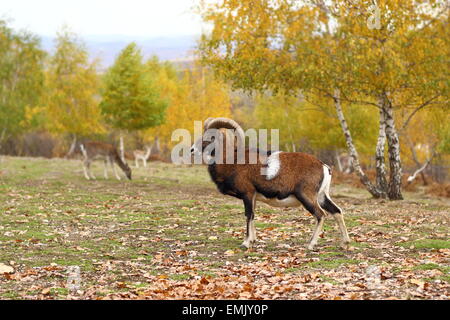 Mufflon männlich stehen auf einer Lichtung im Herbst-Saison - schöne Herbst Wald Hintergrund Stockfoto
