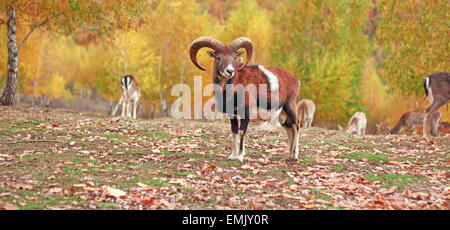 Mufflon Widder im Herbst Lage am Tierpark Stockfoto