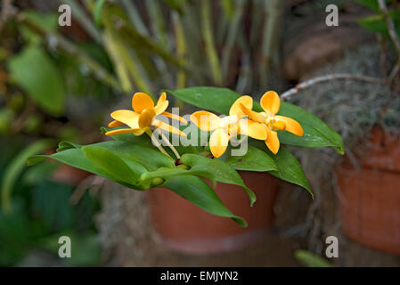 Orange Orchidee blüht in tropischen Garten. Stockfoto