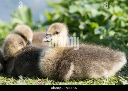 Graugans Gosling ruht auf dem Rasen mit Geschwistern hinter Stockfoto