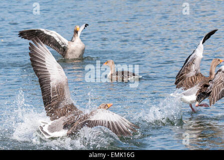 Eine Graugans mit Küken aus einem anderen Gans jagen bekam, die zu nahe Stockfoto