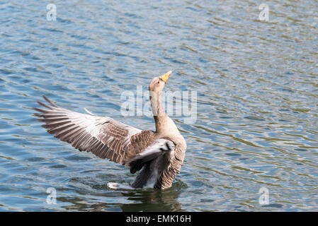 Ein Flügelschlag Graugans Stockfoto