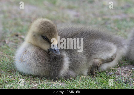 Graugans Gosling auf die ruht auf dem Rasen Stockfoto