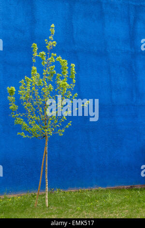 Kleinbaum, isoliert auf blauen Hintergrund rau. Stockfoto