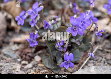 Viola Labradorica Alpine Hund violett American Dog violett, Hund Violet Labrador violett Stockfoto