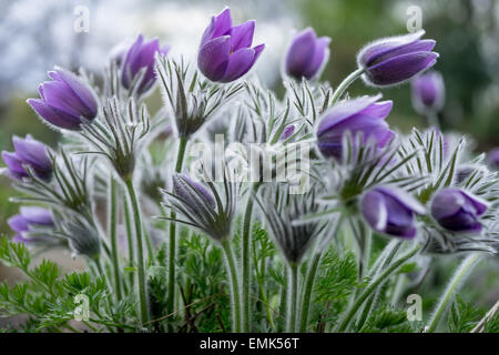 Küchenschellen gesehen vom Boden Pulsatilla Vulgaris Stockfoto