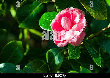 Japanische Kamelie (Camellia Japonica) blühende, rote Blüte Stockfoto