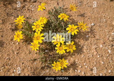 Gazanien Lichtensteinii, Namaqualand, Südafrika Stockfoto