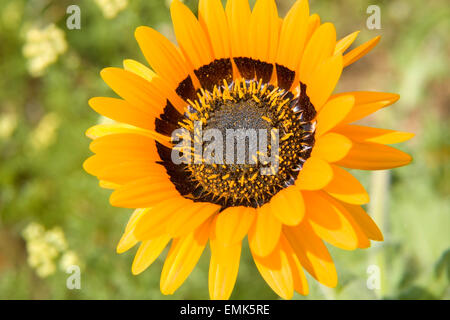 Cape Daisy (Arctotis Fastuosa), Namaqualand, Südafrika Stockfoto