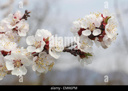 Blühender Aprikose Baum (Prunus Armeniaca), Blüte, Wachau, Niederösterreich, Österreich Stockfoto