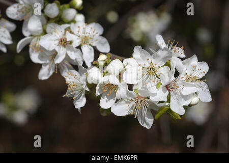 Wild oder Süßkirsche (Prunus Avium) Blüten, Niederösterreich, Österreich Stockfoto