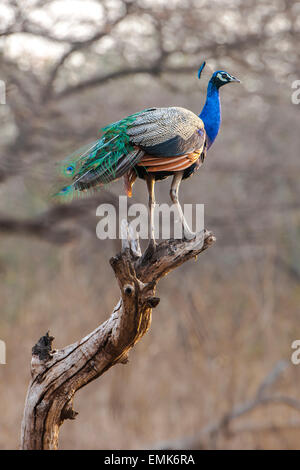 Indischen Pfauen (Pavo Cristatus), thront Männchen auf einem Ast, Sasan Gir, Gir Forest National Park, Gujarat, Indien Stockfoto