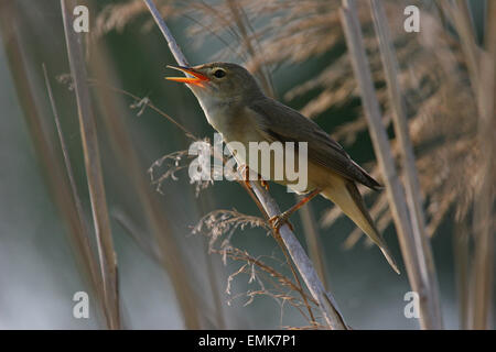 Reed Warbler (Acrocephalus Scirpaceus) singen, Thüringen, Deutschland Stockfoto