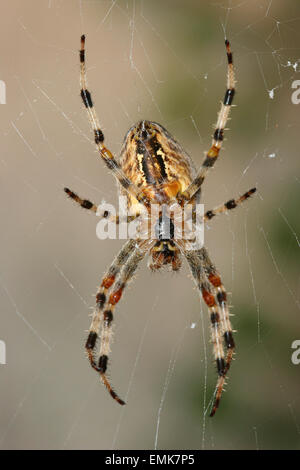 Europäische Kreuzspinne (Araneus Diadematus) sitzen im Spinnennetz, Deutschland Stockfoto