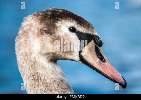 Juvenile Höckerschwan Stockfoto