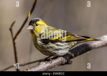 Männliche eurasischen Zeisig (Zuchtjahr Spinus) Stockfoto