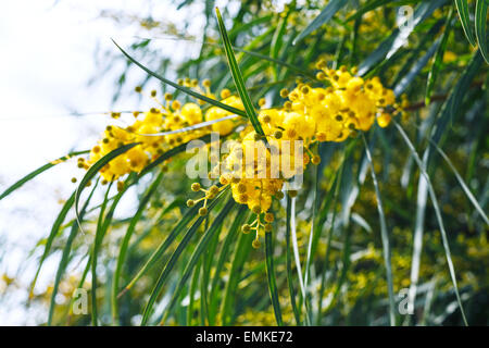 gelbe Blüten der Mimose Baum (Acacia Pycnantha, golden Wattle) hautnah im Frühjahr, Sizilien Stockfoto