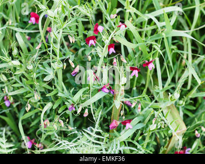 Sweet Pea Blumen in wilde Wiese nach Regen in Sizilien, Italien im Frühjahr Stockfoto