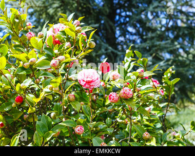 Rosa und weißen Blüten auf Kamelie Busch im Frühjahr, Sizilien Stockfoto