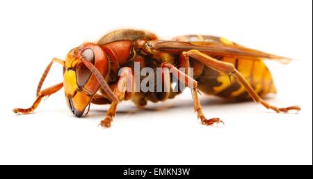 Europäische Hornisse Vespa Crabro auf weiß Stockfoto