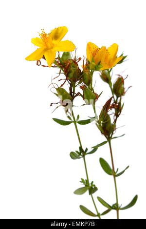 Hypericum Perforatum, Johanniskraut Johanniskraut Blume isoliert auf weiss. Auch bekannt als Tipton Unkraut, Unkraut, Chase-Teufel oder Klamath Stockfoto