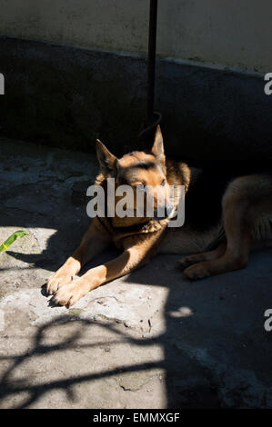 Deutscher Schäferhund mit erhöhten Ohren liegen auf Fahrbahn an einem Frühlingsabend im Hinterhof Stockfoto