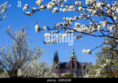 Blick auf die Prager Burg von Petrin-Hügel blühen, romantischen Frühling, Prager Frühling, Tschechische Republik Stockfoto