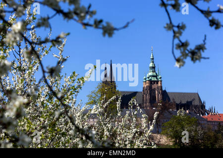 Prager Frühling Hradcany Kathedrale Prager Frühling, Prager Burg Frühling Architektur blühende Bäume Prag Tschechische Republik Europäische Kathedrale Wahrzeichen Stockfoto