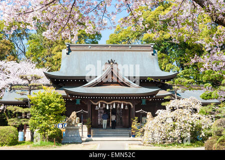 Main Hall mit zwei Personen im Shinto Schrein in Schloss Himeji, Japan zu beten. Schrein mit Frühling Kirschblüten und Bäume mit blauen Himmel. Stockfoto