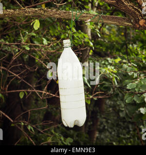 Insekten Fänger Flasche an den Baum hängen. Stockfoto