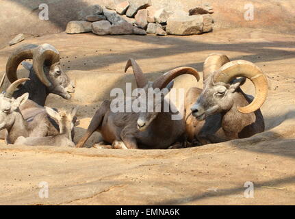 Gruppe von ruhenden Dickhornschaf (Ovis Canadensis) Stockfoto