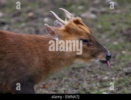 Nahaufnahme des Kopfes eine männliche asiatische Reeve Muntjac Rotwild (Muntiacus Reevesi) seine Zunge Stockfoto