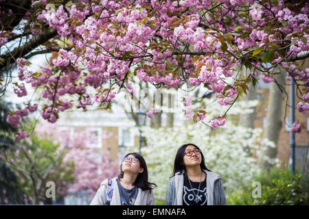 London, UK. 22. April 2015.  Zwei Studenten bewundern die Blüte in St. Paul Kirchhof, Deptford © Guy Corbishley/Alamy Live N Stockfoto