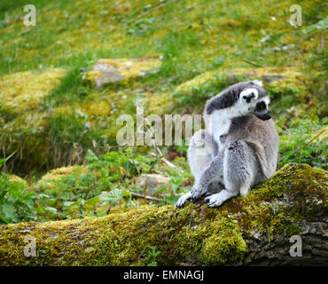Ein Ring tailed Lemur saß auf einem Baumstamm Moos bedeckt Stockfoto
