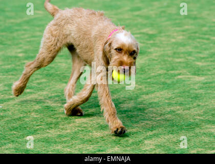 Magyar Vizsla Drahthaar Welpen holen einen Tennisball Stockfoto