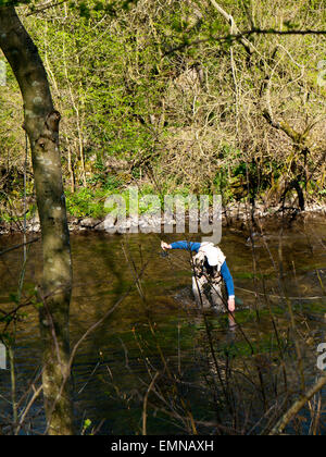 Fliegen Sie Fischer am Fluss Wye stromaufwärts von Ashford in Wasser, Peak District, Derbyshire, England, Großbritannien. Stockfoto