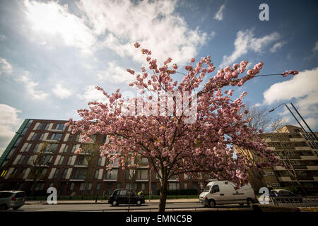 London, UK. 22. April 2015. Blüten blühen in Deptford, South East London Credit: Guy Corbishley/Alamy Live News Stockfoto