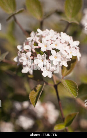 Wie das Wachs Pflanze Hoya Carnosa Blumen ist Viburnum Bitchiuense einen schönen Frühling Interesse Strauch Stockfoto