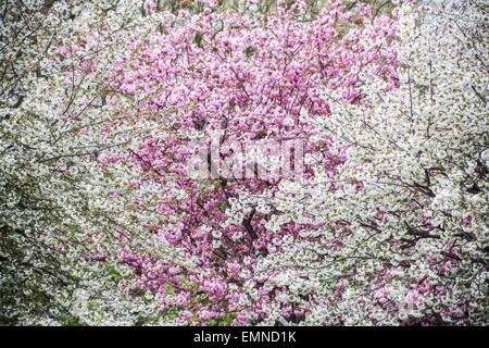 London, UK. 22. April 2015. Blüten blühen in Deptford, South East London Credit: Guy Corbishley/Alamy Live News Stockfoto