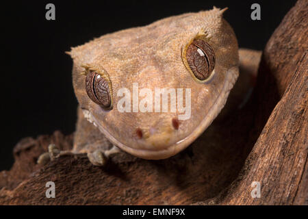 Crested Gecko Stockfoto