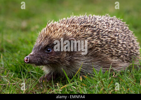 Igel Stockfoto