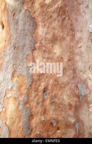 Nahaufnahme von der Rinde von einem Eukalyptus in Australien. Stockfoto