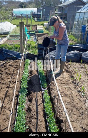 Eine Frau Gewässern Erbsen, die von einigen Dachrinnen nach der Keimung geschoben werden. Stockfoto