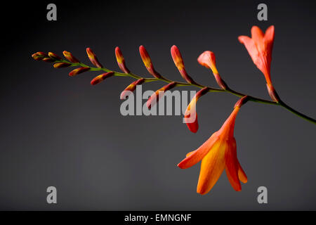 Nahaufnahme einer Crocosmia-Anlage Stockfoto