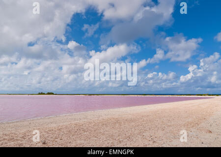 Salz-See auf der Insel Bonaire, Niederländische Antillen, Karibik. Stockfoto