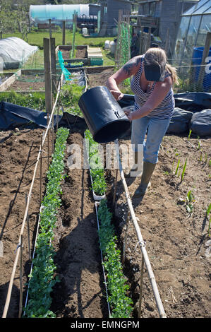 Eine Frau Gewässern Erbsen, die von einigen Dachrinnen nach der Keimung geschoben werden. Stockfoto