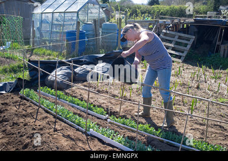 Eine Frau Gewässern Erbsen, die von einigen Dachrinnen nach der Keimung geschoben werden. Stockfoto